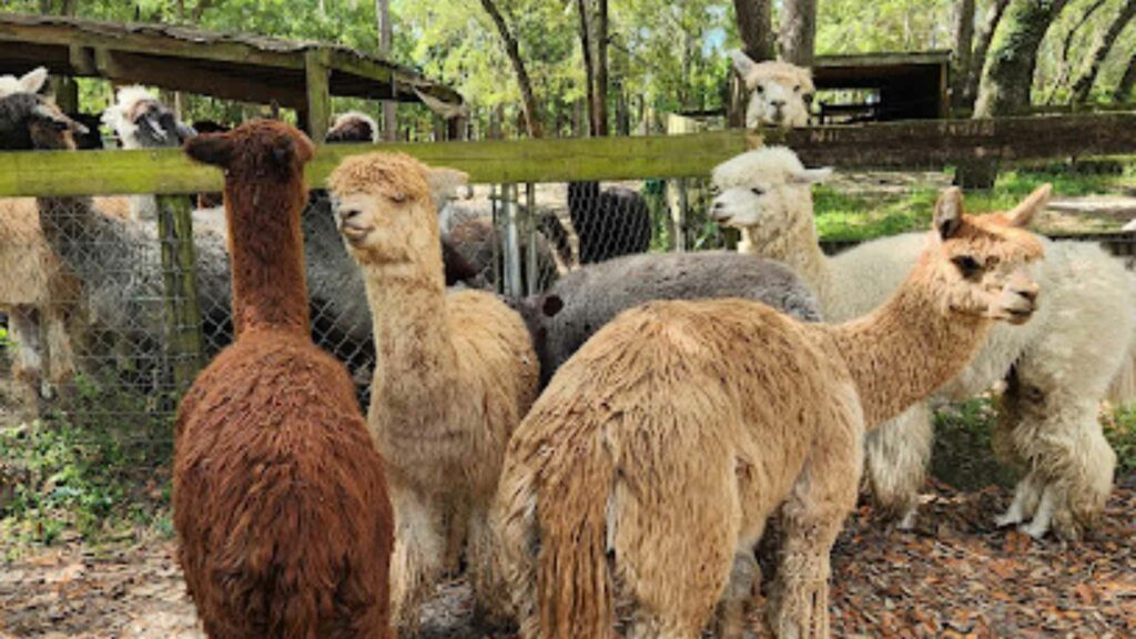 Funny Farm Alpacas