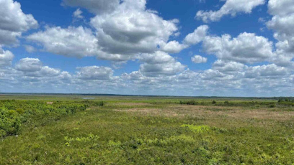 Paynes Prairie Preserve State Park